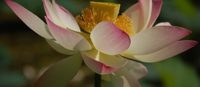 Meditazione